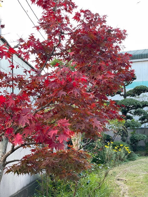 紅葉色づいてます。