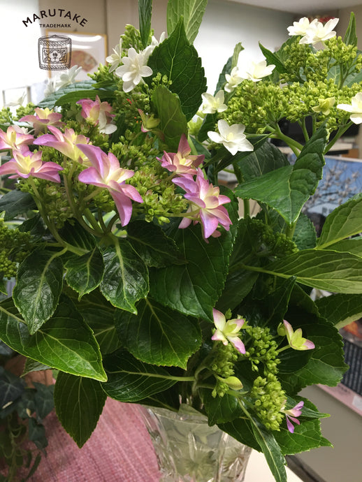 紫陽花に癒されて・・