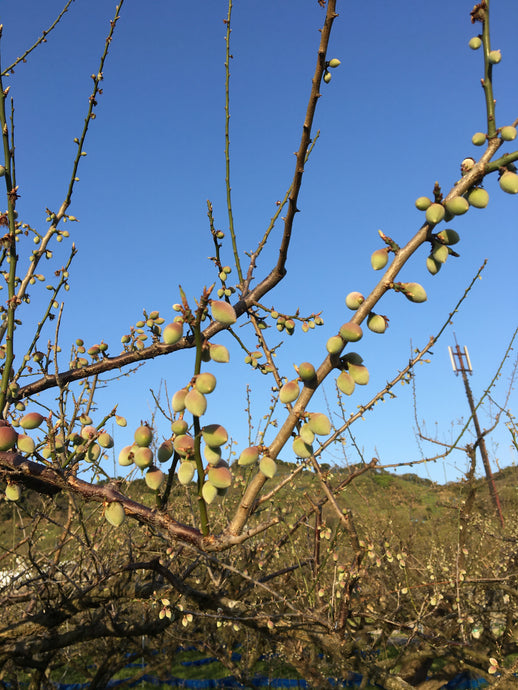 今年は豊作でありますように