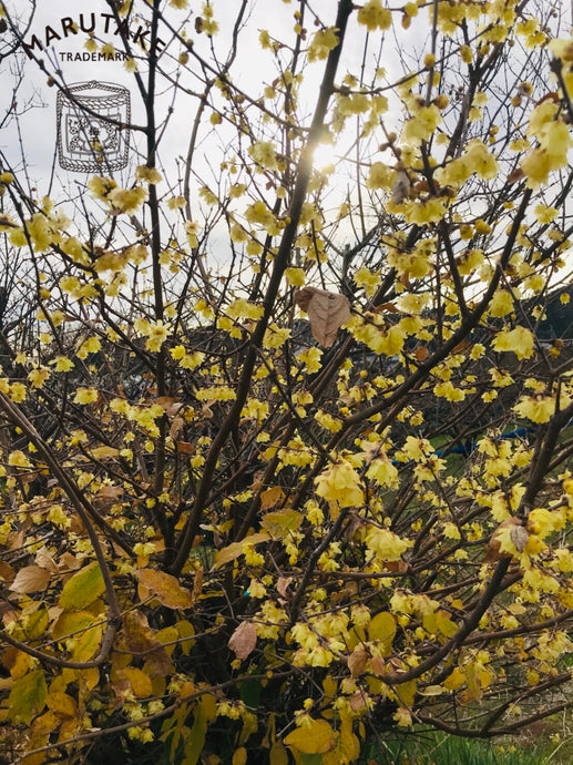 香る蝋梅の花