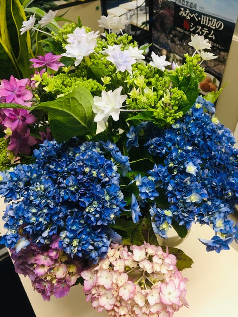 梅雨の季節　紫陽花