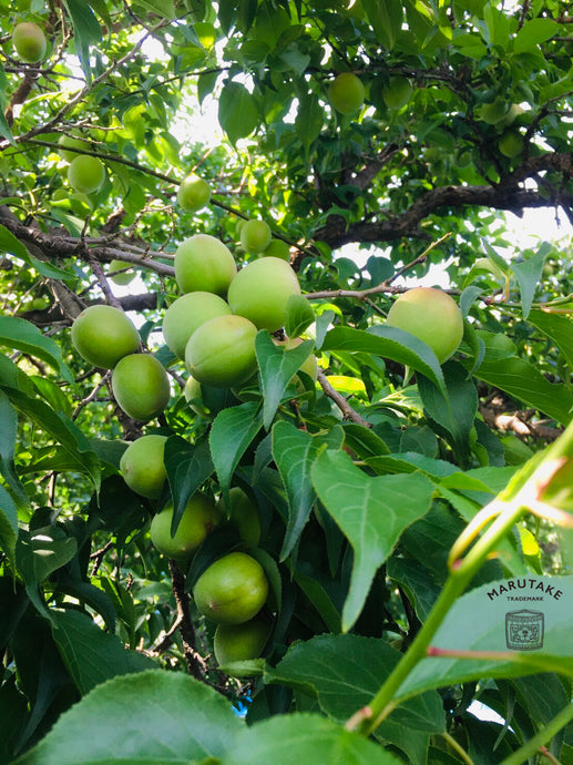 いよいよ収穫が近づきました。