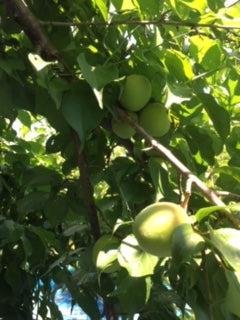 無事育ちますように