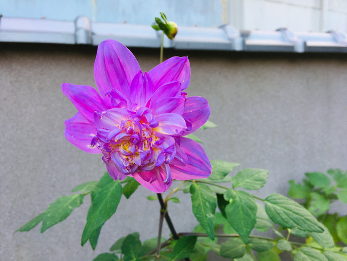 皇室ダリアが咲きました。