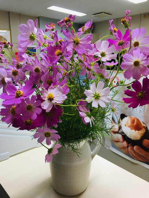 秋を楽しむコスモス