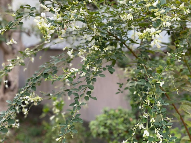 秋ですね。