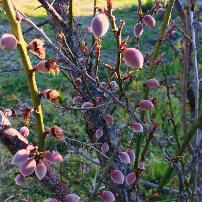 今年も可愛い梅の実が。