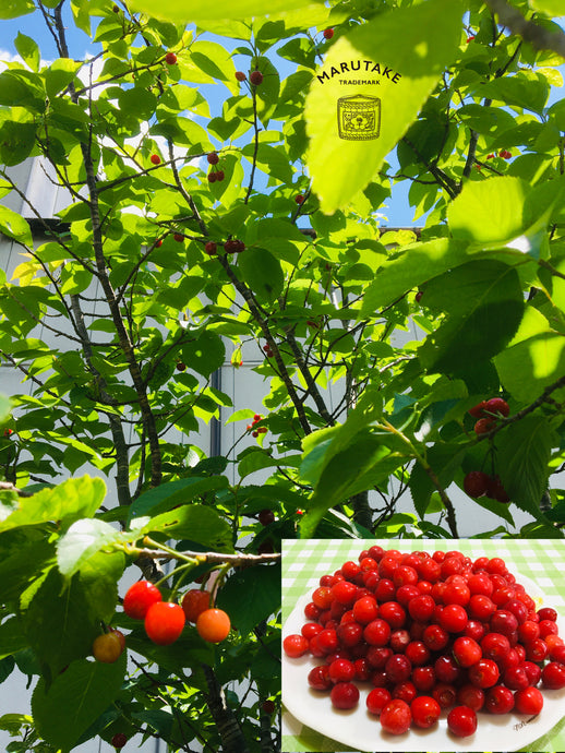 さくらんぼ収穫しました。