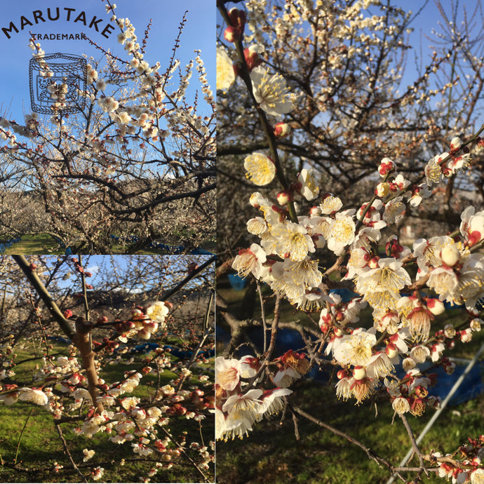 梅の花が満開です