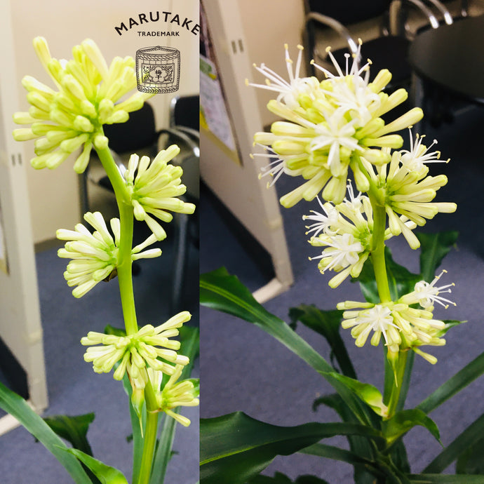 十数年に一度の奇跡！！